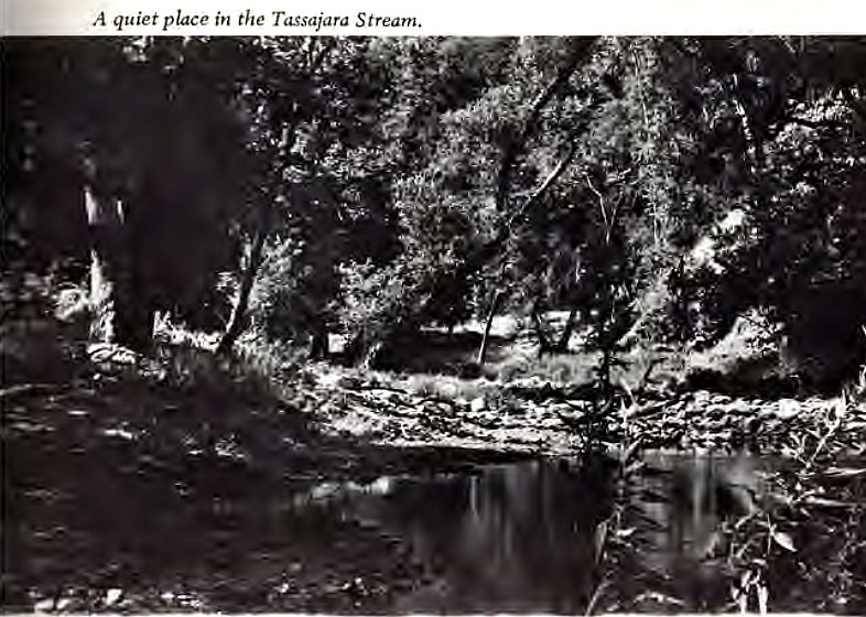 Machine generated alternative text:
A quiet place in the Tassajara Stream. 